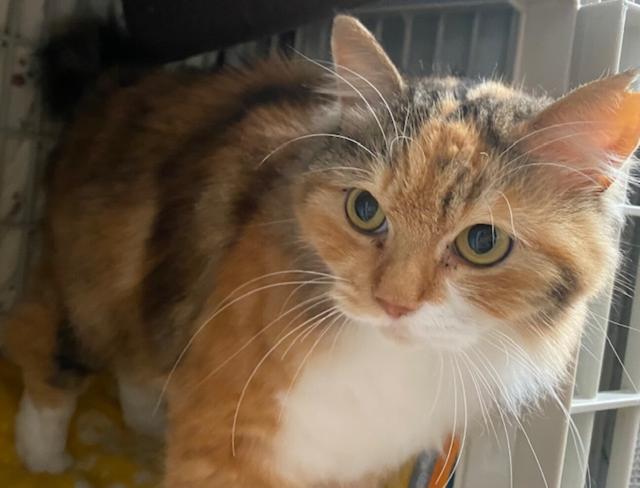 ラヴィ様·͜·ᰔᩚリバティ❤︎フォレストウェーブ❤︎後ろ姿猫ちゃんオーダー3点·͜·ᰔᩚ ラヴィ様·͜·ᰔᩚリバティ❤︎フォレストウェーブ❤︎後ろ姿猫