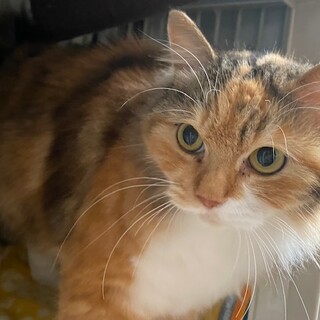 ノルウェージャンフォレストmix三毛猫かりんちゃん