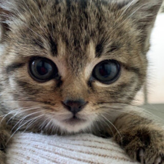 へたれ可愛いおっとりへたっぷくん♂2か月