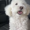 くっきーしゅがー