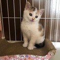 可愛すぎる模様の綺麗な白ミケ子猫の奈々！