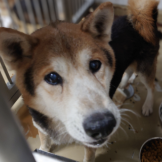 迷子の老犬です。収容期限12/16朝迄