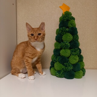 茶トラ女子☆りみちゃん☆5か月くらい