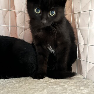 可愛い黒猫の女の子です