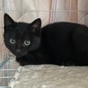 可愛い黒猫の女の子です サムネイル2