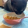 可愛い黒猫の女の子です サムネイル3