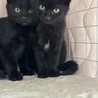 可愛い黒猫の女の子です サムネイル4
