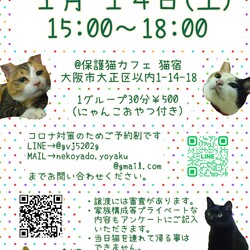 にゃんこ譲渡会