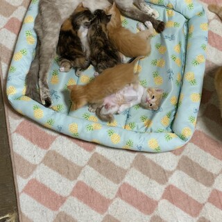 元気な3匹の女の子