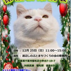 稲ねこ　保護猫譲渡会　開催です！