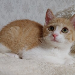 稲ねこ　保護猫譲渡会　開催です！ サムネイル2