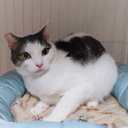 稲ねこ　保護猫譲渡会　開催です！ サムネイル3