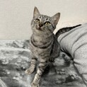 雑種のメスの子猫　人慣れしています