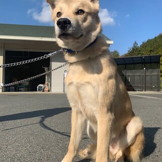 童顔だけどカッコイイ元野犬の【シエル君】