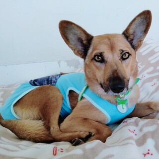 お散歩大好き、大きな耳の元気な男の子 ジェームズ