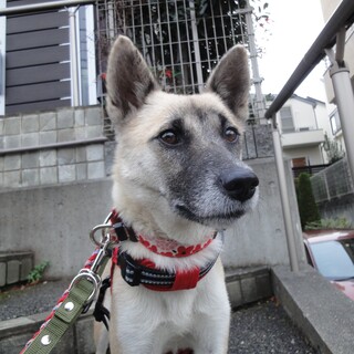 「サブレ」女の子