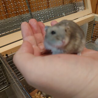 ハムスター♂♀