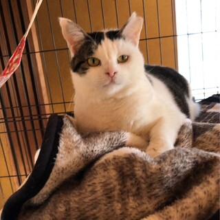 猫の休憩所☆こごめ