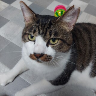 猫の休憩所☆わさび