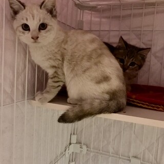 ありがとうございました★可愛いお顔のヨウコちゃん