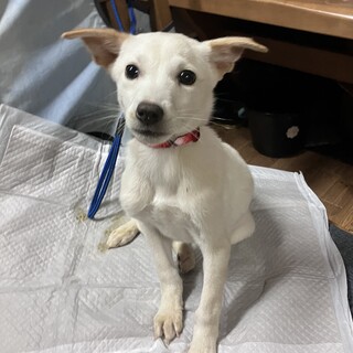 生後約2ヶ月の子犬里親緊急募集
