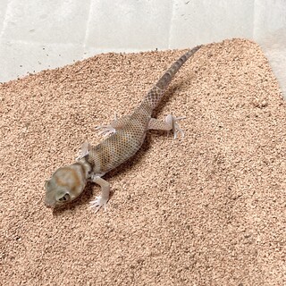 プシバルスキースキンクヤモリ里親様募集