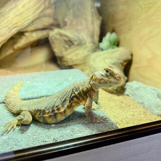 ゲイリートゲオアガマ里親様募集