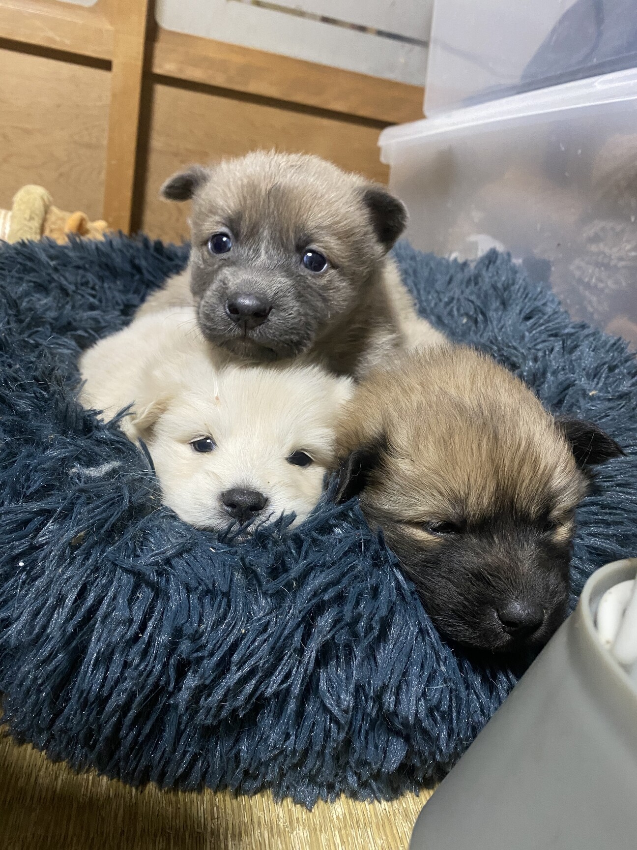 犬の親子／根付／ 犬 屋根付 ベッド PAキスハウス ベッド カドラー Puppy Angel