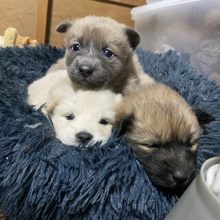 野犬の子犬 2ヶ月