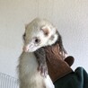 フェレット　里親募集 サムネイル2