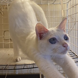 人懐っこい白猫の女の子