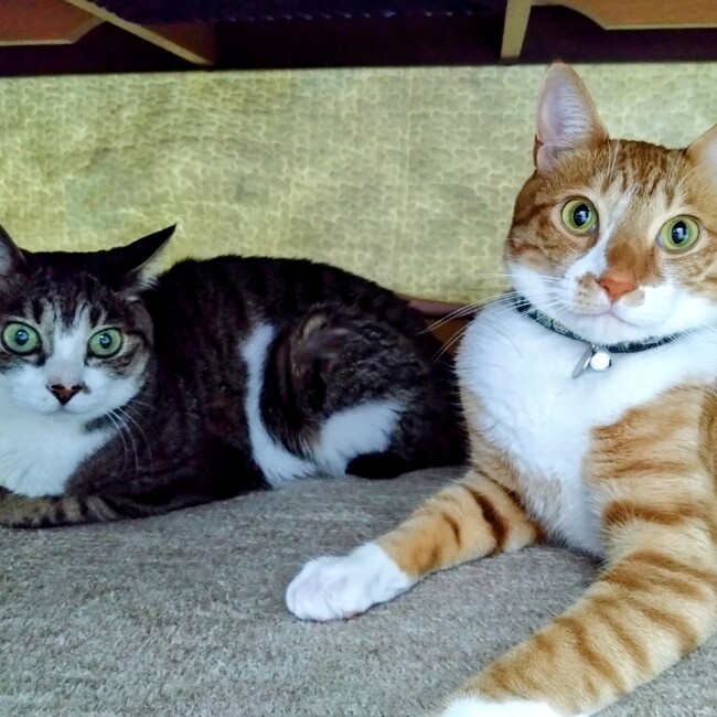 よよっぺのカバー写真