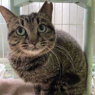 甘えん坊になったキジトラの女の子