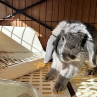 ホーランドロップ　灰色　生後約１年です。