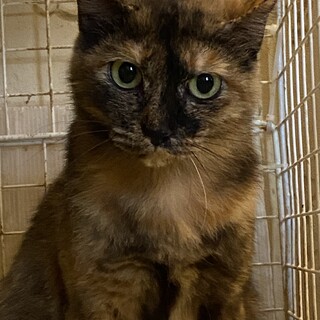 1歳くらいのサビ猫