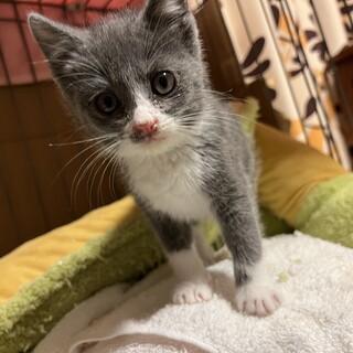 子猫3匹　一旦締め切らせていただきます