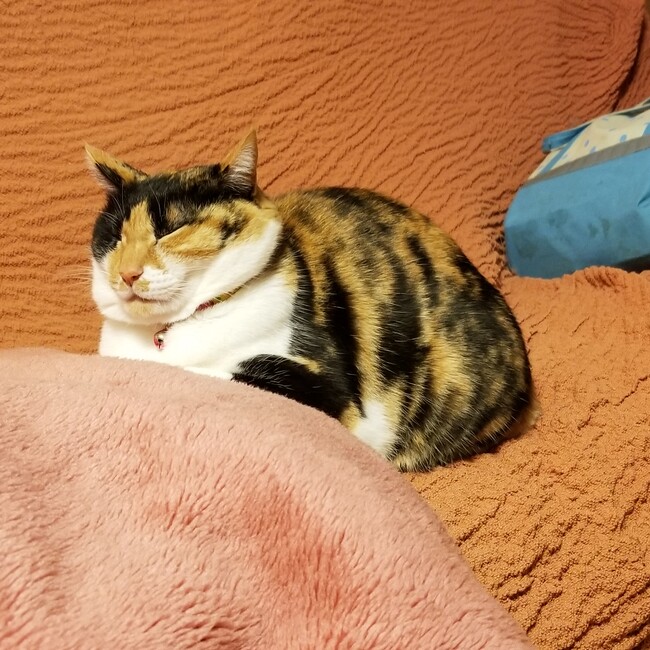 はっつぁんんんのカバー写真