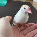 クリーム文鳥♀　４歳