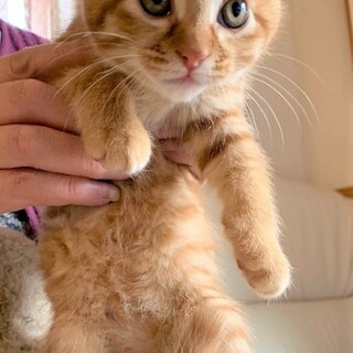 人懐こく可愛い2ヶ月の男の子（けい君）