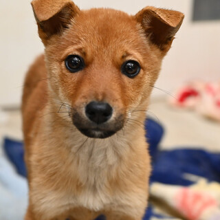 ライラちゃん！