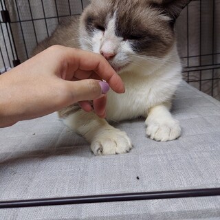 猫の休憩所☆ハチク