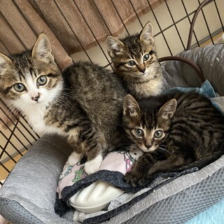 生後2ヶ月 元気な3兄弟