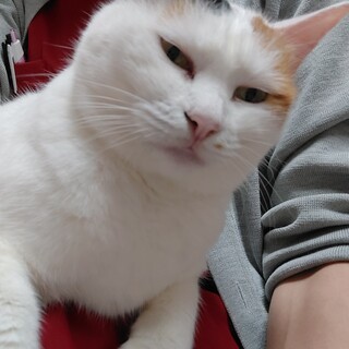 猫の休憩所☆はるみ