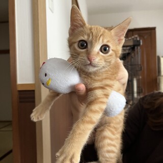 生後3ヶ月の元気いっぱい甘えん坊な茶トラくん