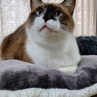 猫の休憩所☆うるい