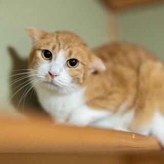 ぽっちゃりびびりの マックスくん【飛騨】