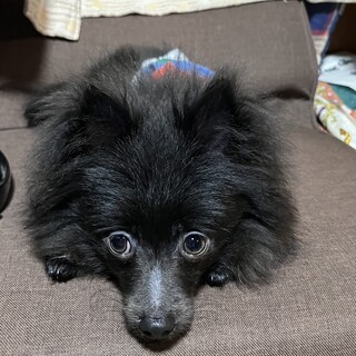 ポメラニアン　