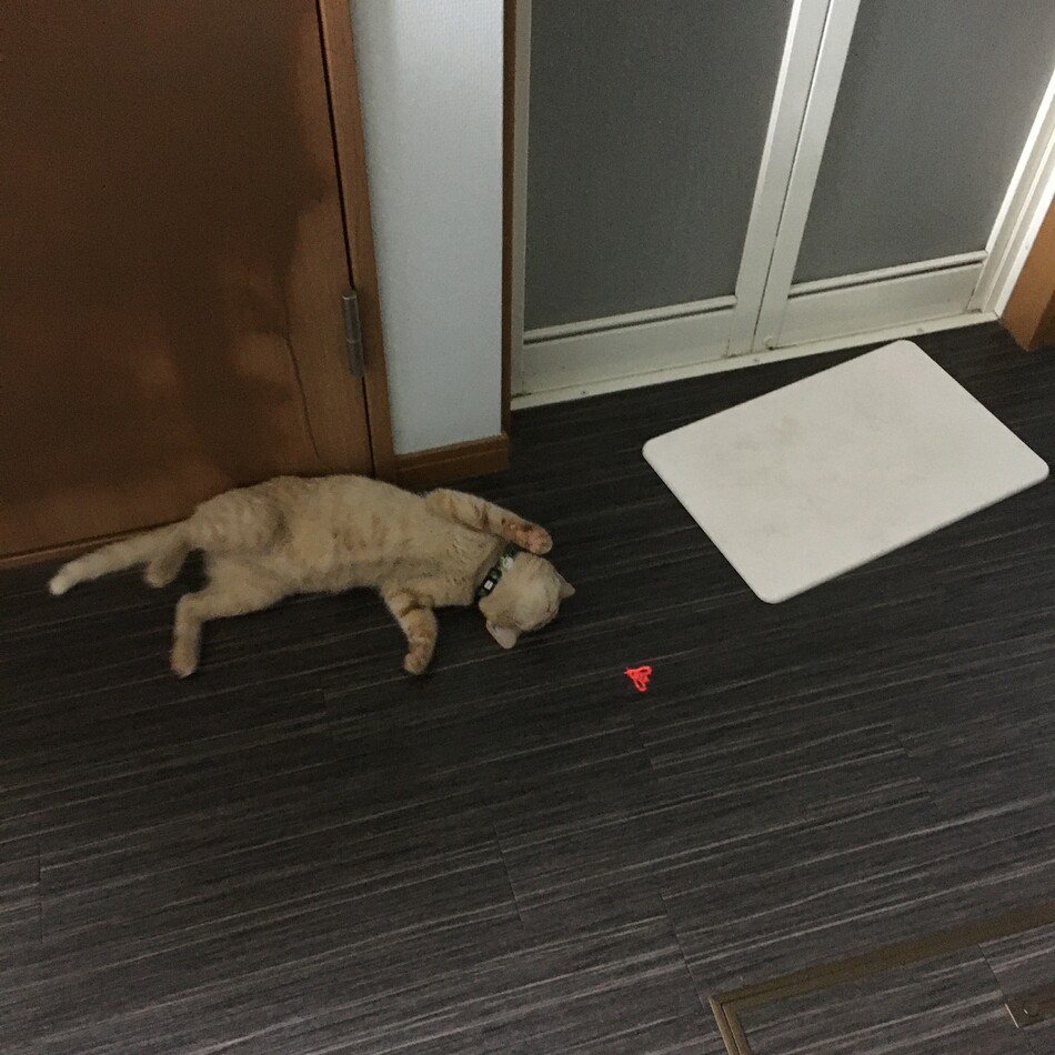 ユズのカバー写真