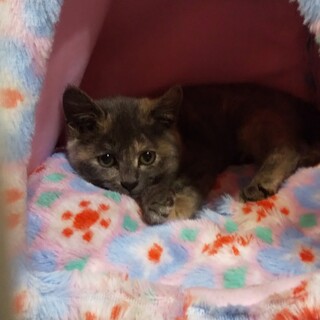 ２ヶ月の女の子