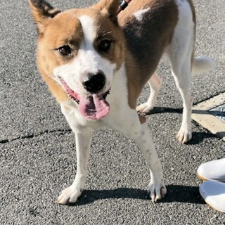 【リース】茶白MIXの陽気な女の子♪